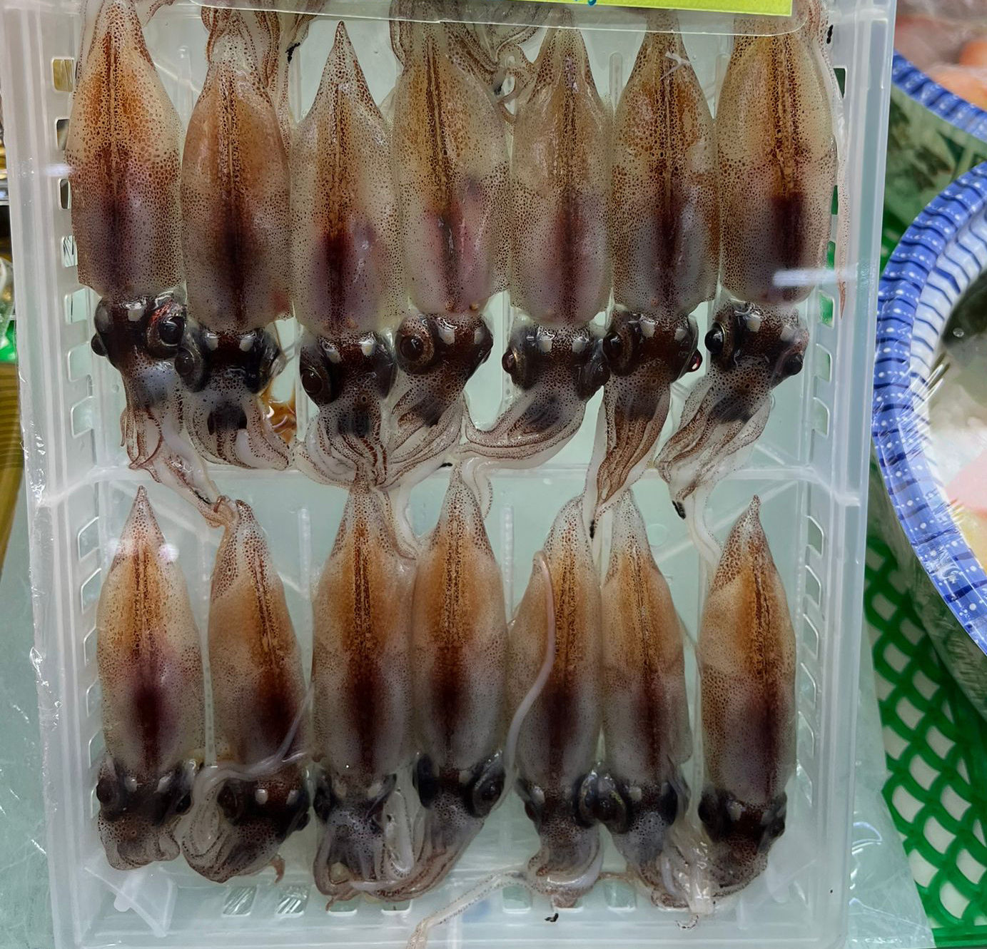 日本瑩光魷魚